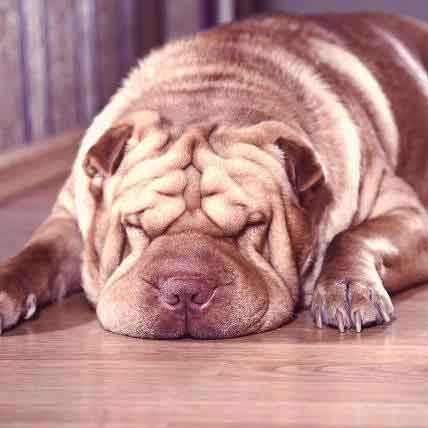 swollen hocks shar pei