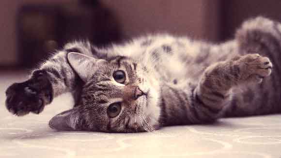What is a High White Blood Cell Count in Cats? | PetCareRx