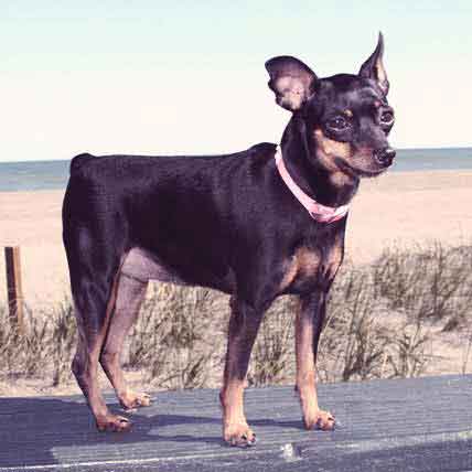 pinscher small