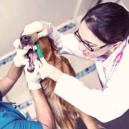 Image for What to Expect at a Dog Dental Cleaning