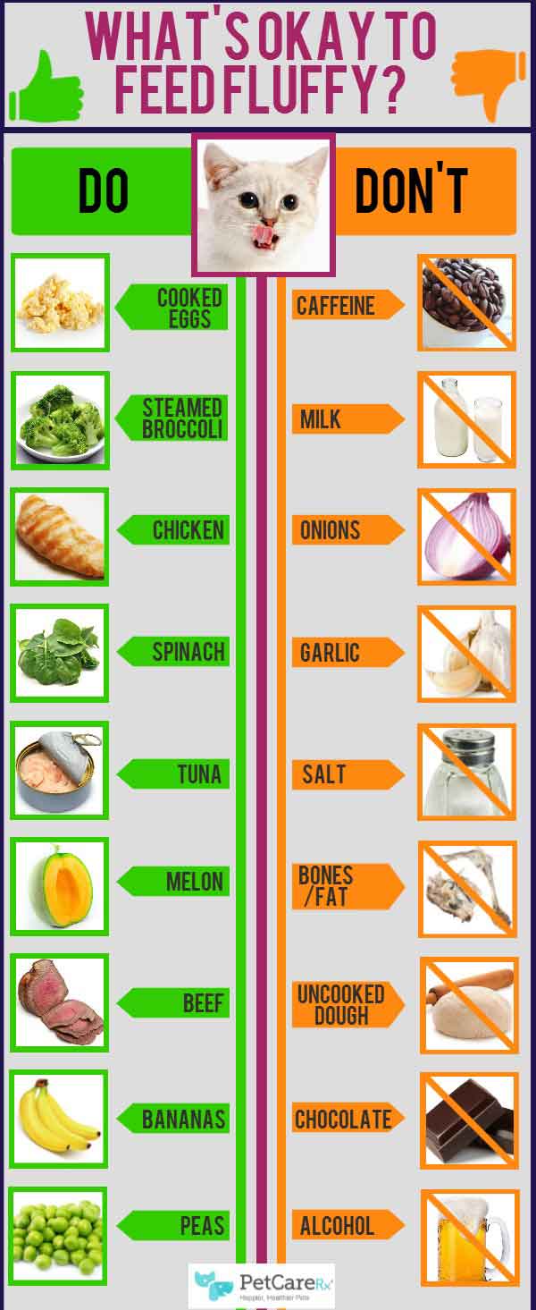 Human Food for Cats Infographic: Safe 