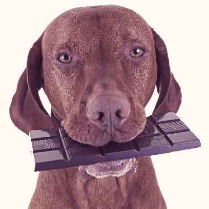Image for What’s Wrong Here? 6 Common Pet Safety Hazards