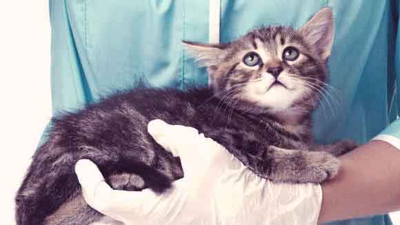 When To Spay A Cat Petcarrx