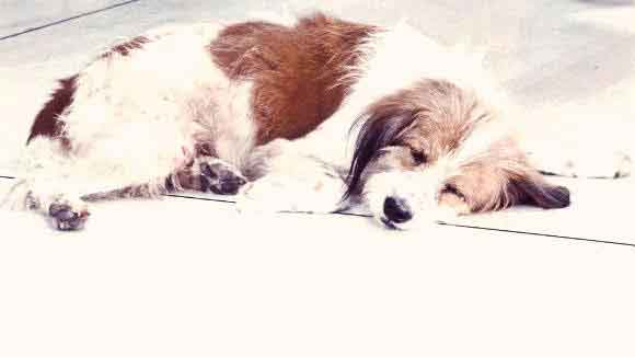 When To Call Animal Poison Control Petcarerx When To Call Animal Poison Control Petcarerx