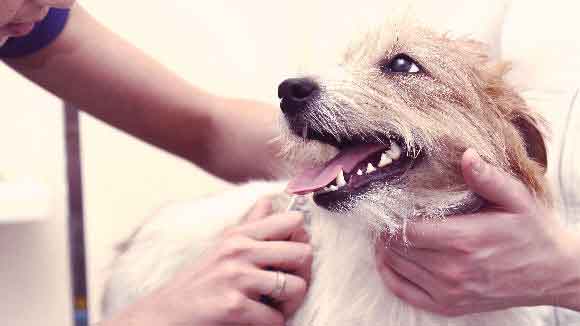 Terrier getting trimmed
