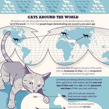 Cat Breed Chart