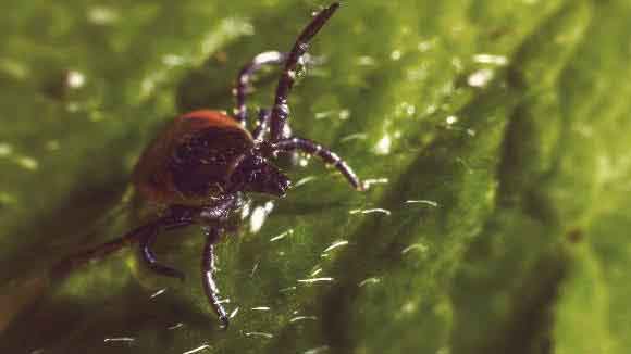 Where Is Lyme Disease Most Common?