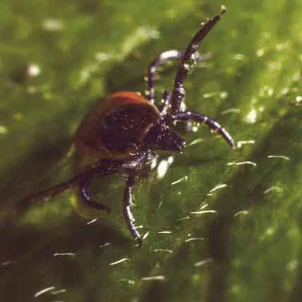Where Is Lyme Disease Most Common?