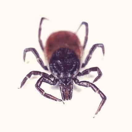 Which Are More Revolting: Fleas or Ticks?