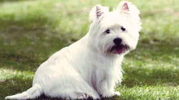 White West Highland Terrier Sitting In The Grass
