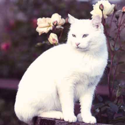 Why Are Some White Cats Deaf? 5 Things You Didn’t Know | PetCareRx