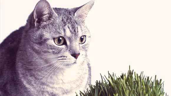 Why Cats Eat Grass & Other Cat Habits