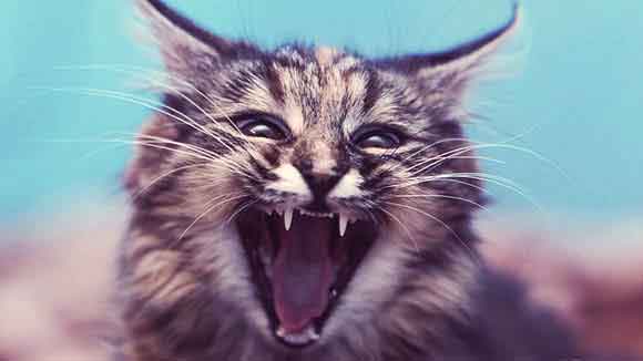 Cat Meowing and Making Cat Sounds: Why Do Cats Meow?