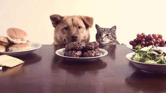 Dogs and cat looking at food on a table