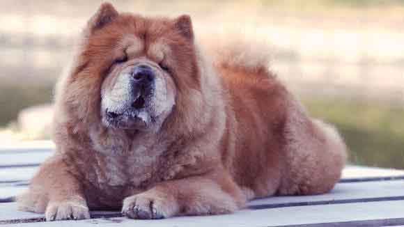large chow chow dog laying on a deck