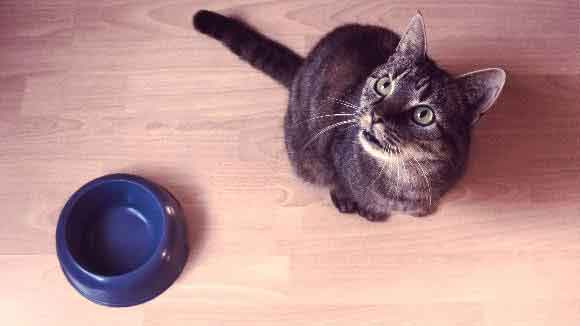 A Cat Sitting Next To An Empty Bowl
