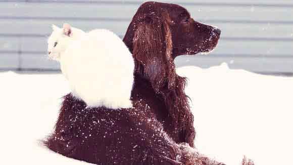 Irish setter with white cat sitting atop his back