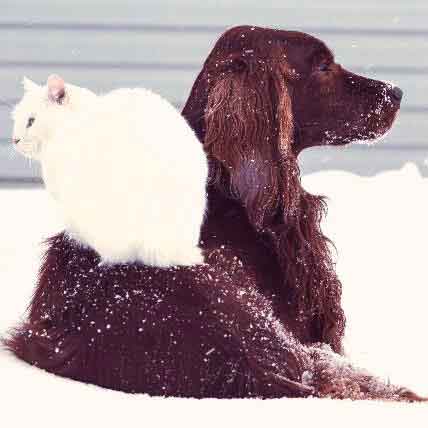 Image for Can Dogs Get Colds? And Other Winter Questions Answered