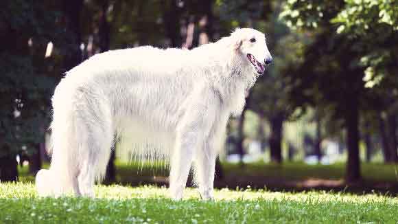 A Borzoi Outside In A Park