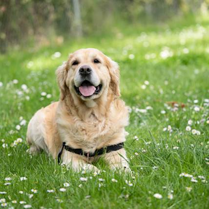 chien paralysis petcarerx adoptions caregivers weekly sauvage loup fok teven