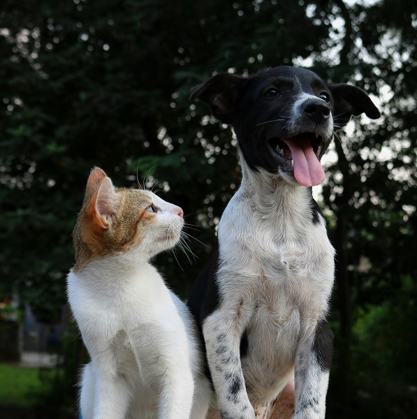 Meet the Elegant Javanese Cat  
