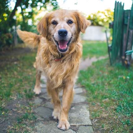 Minimize Shedding In Dogs