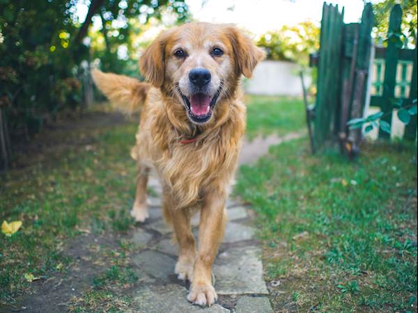 Minimize Shedding In Dogs