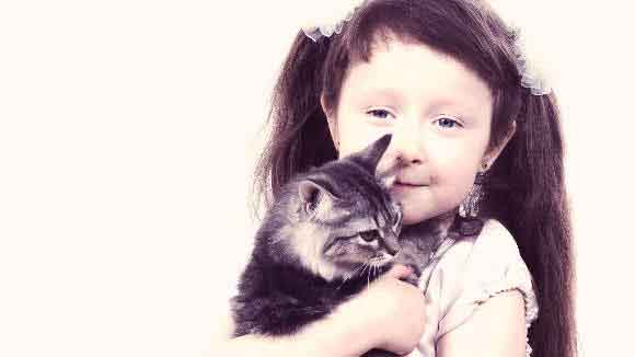 small girl holding a gray kitten
