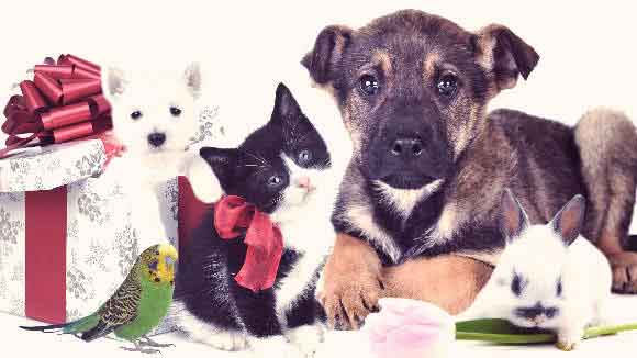 pets with bows and flowers