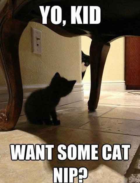 clean funny cat pictures