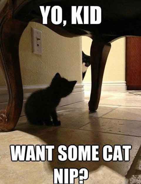 Lolcats - kitchen - LOL at Funny Cat Memes - Funny cat pictures with words  on them - lol, cat memes, funny cats