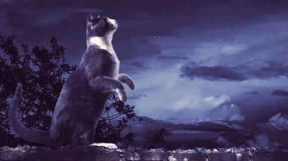 A Cat Standing On Their Hind Legs Looking Up At The Night Sky