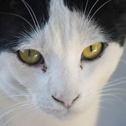 Cat losing hair in corner store of eye