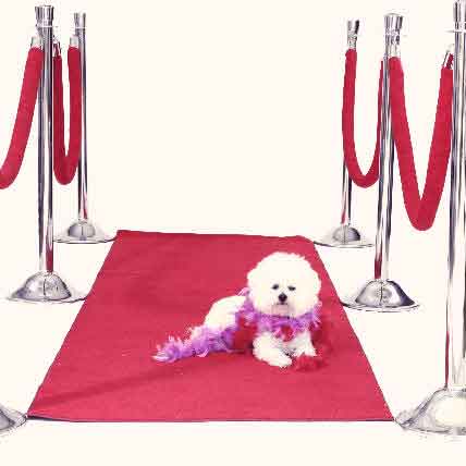 Image for 12 Celebrities Who Would be Vets if They Weren't Celebrities
