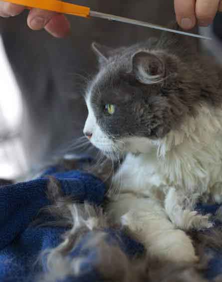 cats matted fur treatment