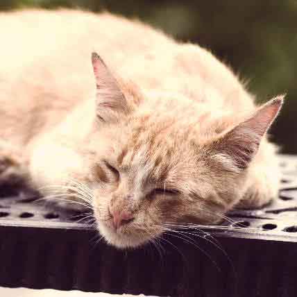 Rescued Munchkin Cat Greets Her Humans With 'Hello