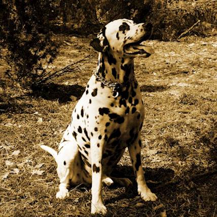 Exploring natural flea and tick remedies for dogs