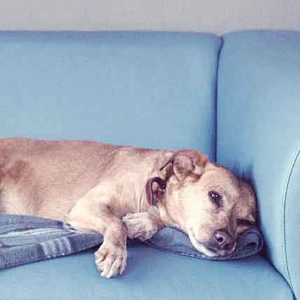 how to help dog urinary incontinence