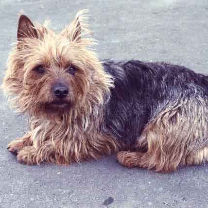 Image for Dealing with Your Dog’s Seizures
