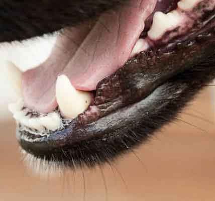 dog-teeth-up-close