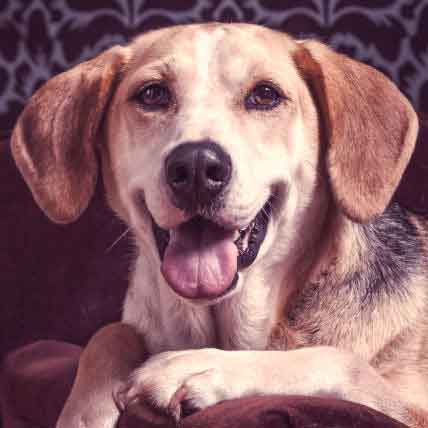 6 Tips From Dr. Oz to Keep Your Dog’s Health Top-Notch