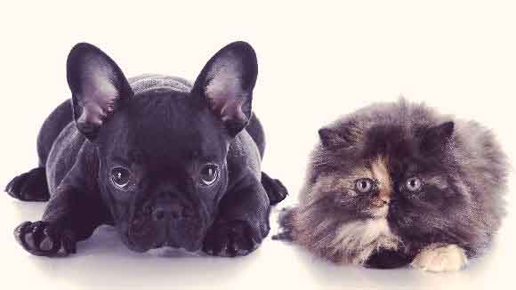 are french bulldogs compatible with cats