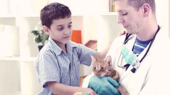 A Child And Veterinarian With A Cat