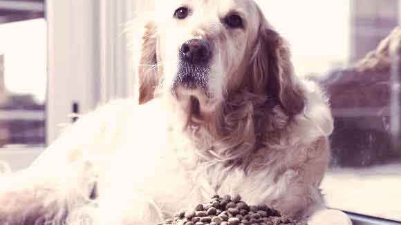 best food to feed dog with upset stomach