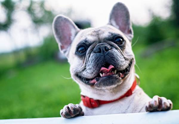 how much exercise does a french bulldog need