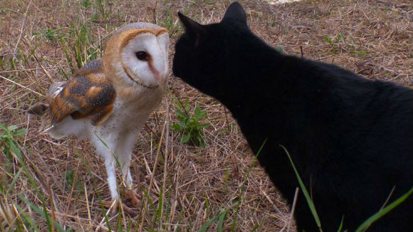 Cat And Owl Are Best Friends A Must Watch Video Petcarerx