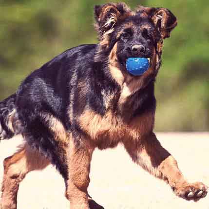 The Best Funny Pictures of Dogs on the Internet