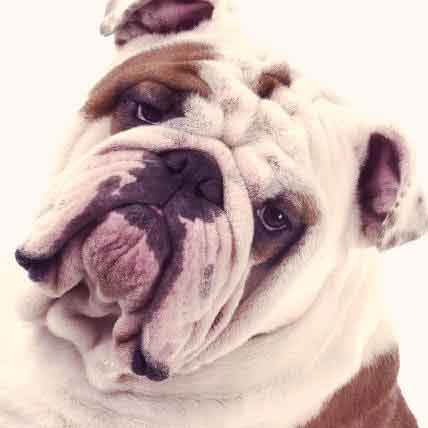 7 Things You Should Never Let Your Vet Do