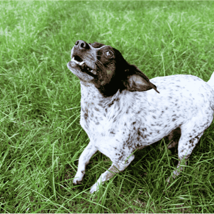 Heartworm in Dogs: Symptoms, Diagnosis & Prevention
