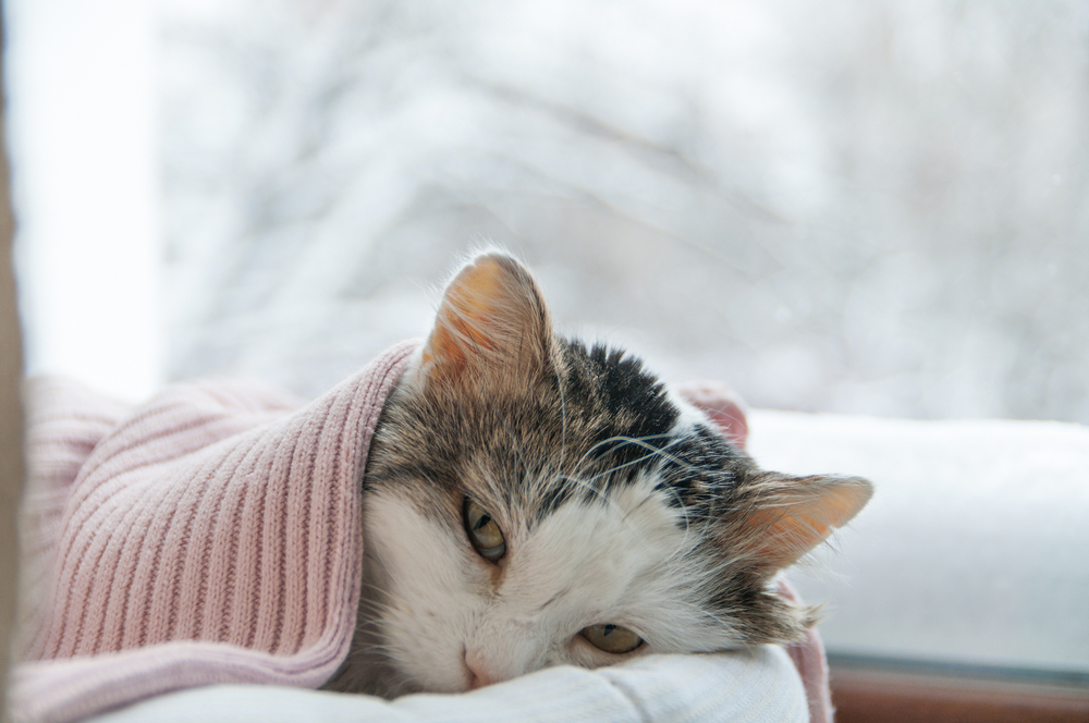 Steps to Take After Your Cat Has Its First Epileptic Seizure PetCareRx